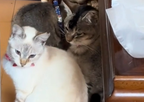 8匹の猫と暮らす
男性と向き合って