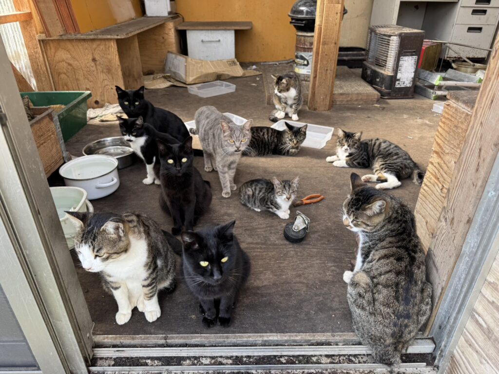 山奥の廃墟で懸命に生きる猫たちの画像