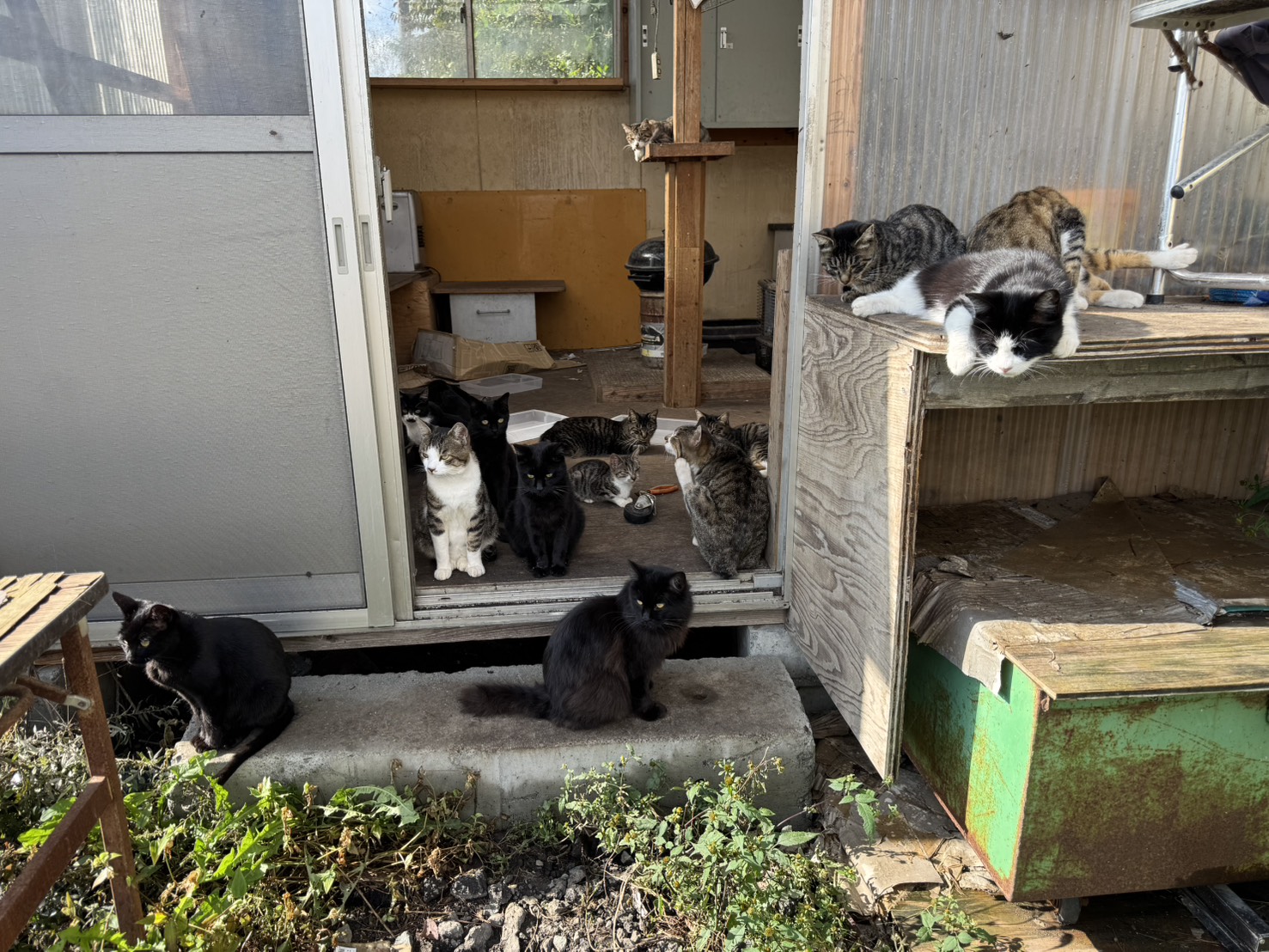 TNR活動。山奥の現場視察2日目。今必要な事。