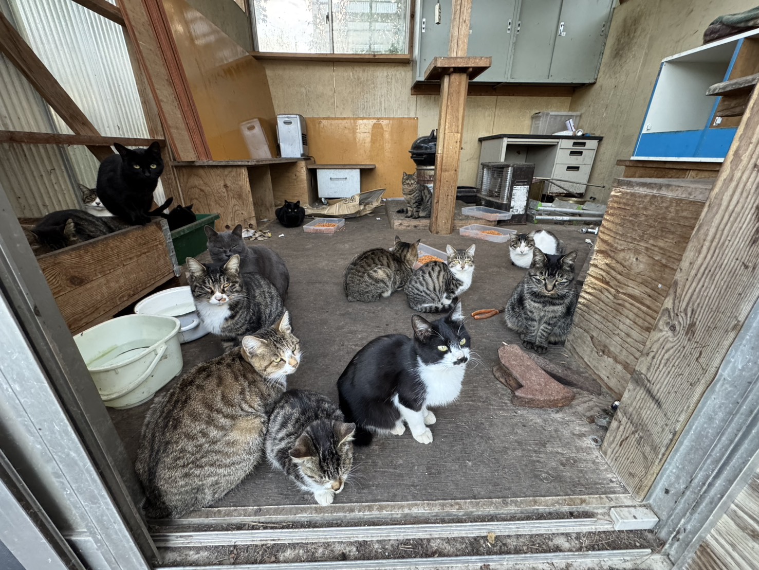 廃墟に集う沢山猫