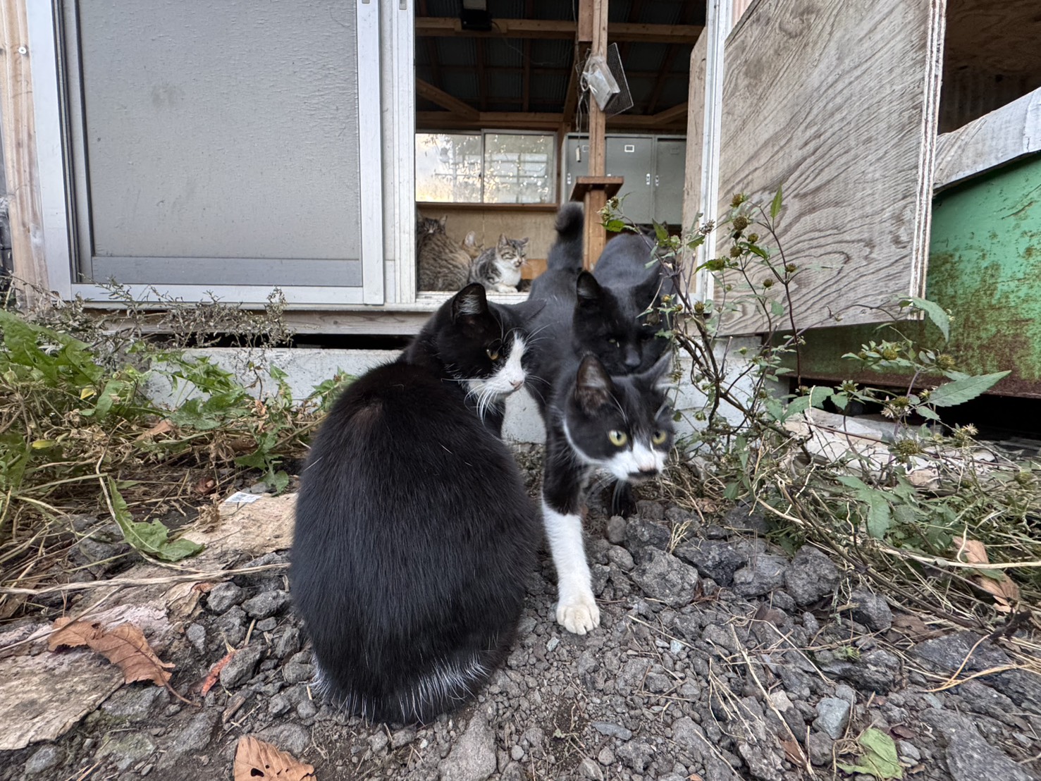 廃墟に集う猫たち