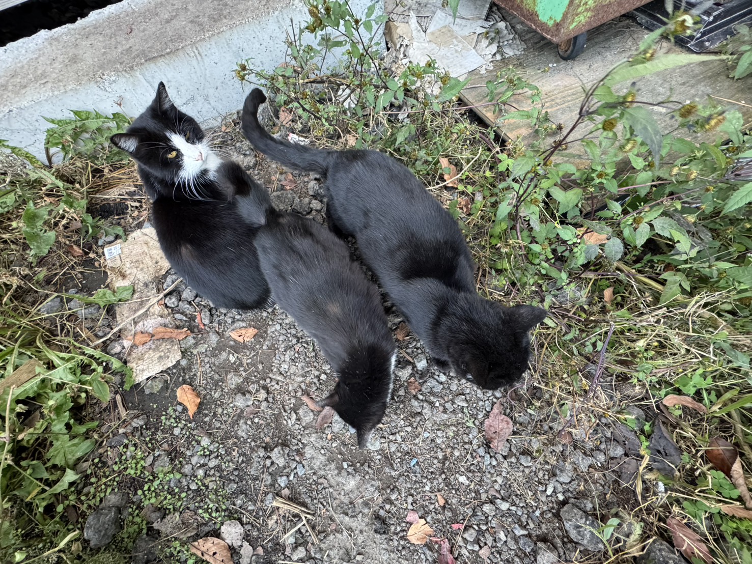 外で寄り添う猫