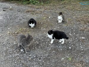 TNR活動。山奥の現場視察2回目のアイキャッチ画像