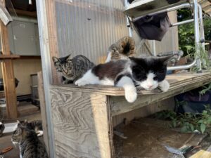 岩手県久慈市で「キャットレスキュー猫の鈴」が見てきた現状