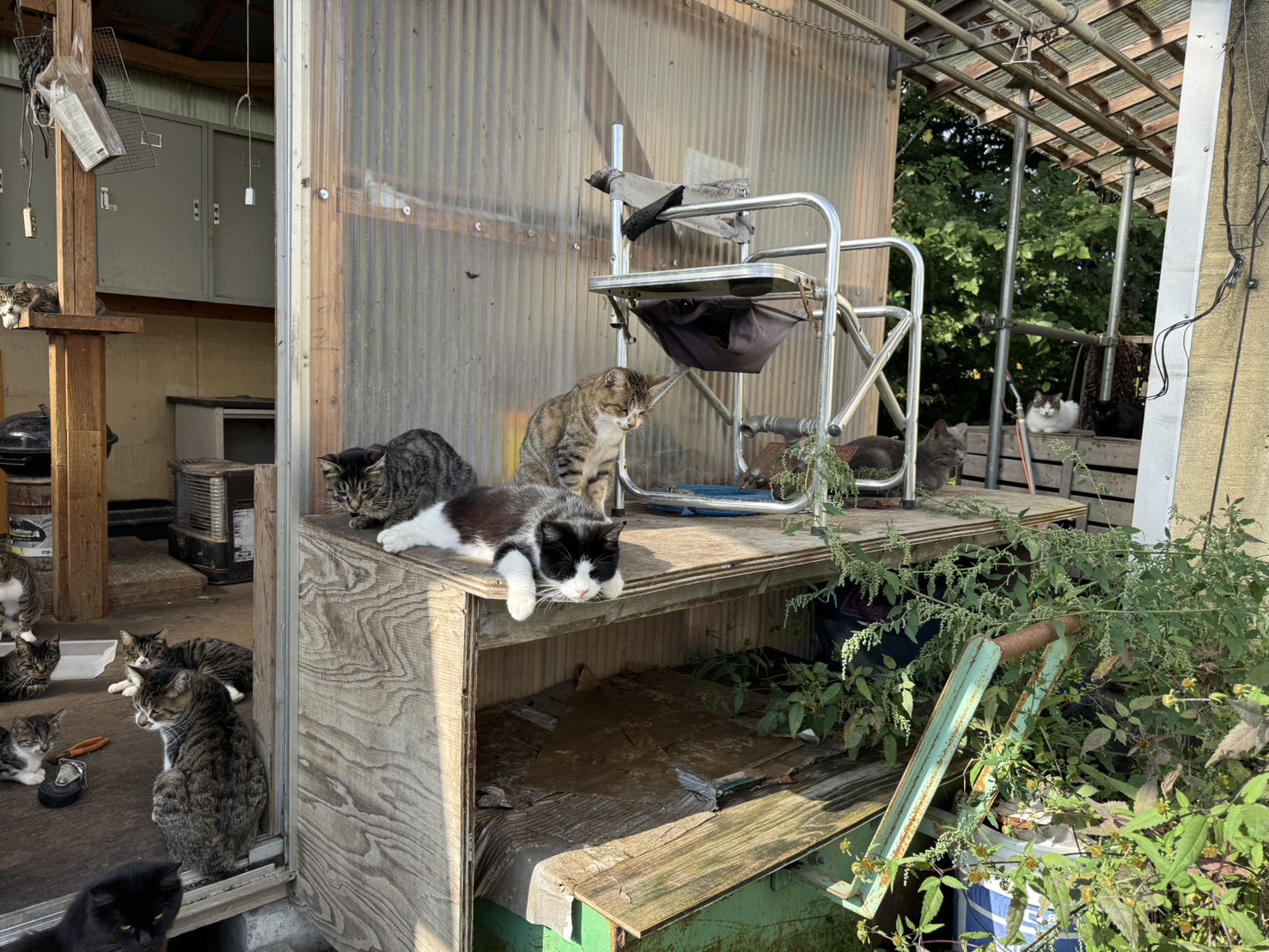 山奥の廃墟に集まる猫のリアル。新しいTNR現場のリアル