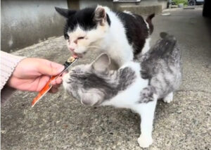 9月TNR活動の報告。アイキャッチ画像