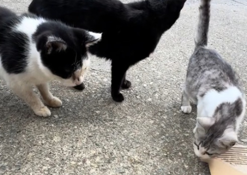 TNR活動。猫たちの様子