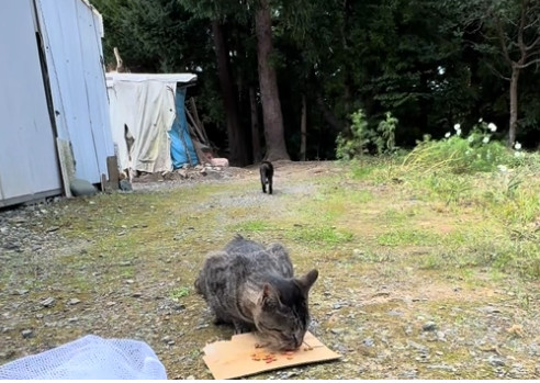 TNR活動。一度逃げてしまったクロちゃんが山の方へ