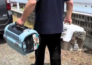 キャットレスキュー猫の鈴。8匹の猫と暮らす 男性と向き合って。アイキャッチ