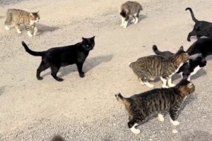 岩手県久慈市を拠点にTNR活動。山奥の現場視察 3回目 取り残された命と向き合って