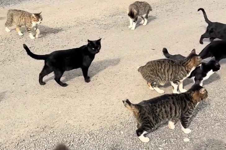 岩手県久慈市を拠点にTNR活動。山奥の現場視察 3回目 取り残された命と向き合って