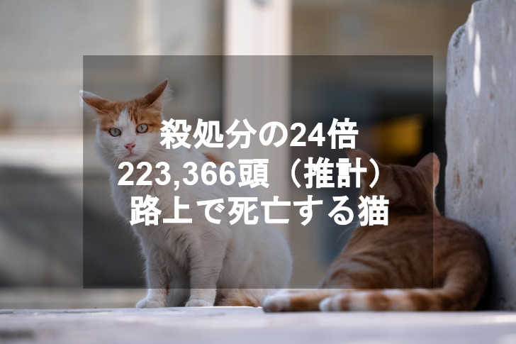 私がTNR活動を続ける理由。アイキャッチ画像。