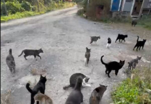 熊の出る山の中へ。新しい現場の視察に行ってきました。TNR現場視察の画像