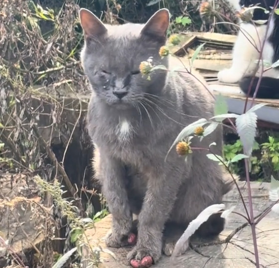 山奥で出逢った、肉球が爆発したグレーの男の子猫