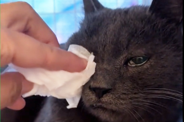 山にいた頃から、鼻と目の不調も抱えていた保護猫とわ