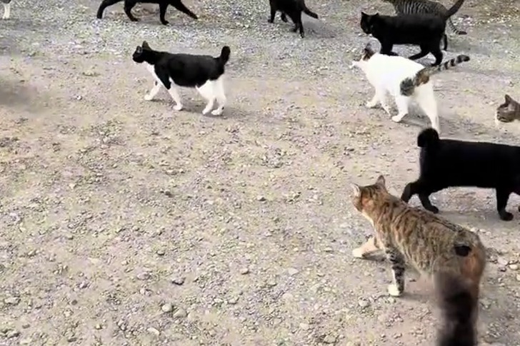 山奥で増やされた猫たち