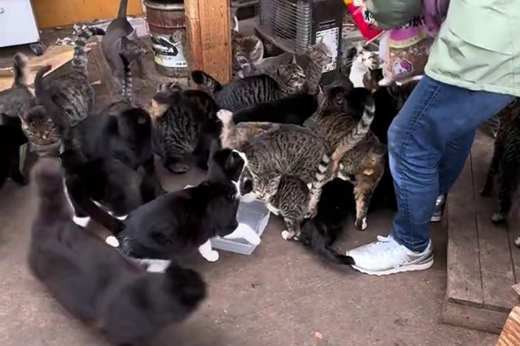 人の身勝手によって数が増えてしまった現場