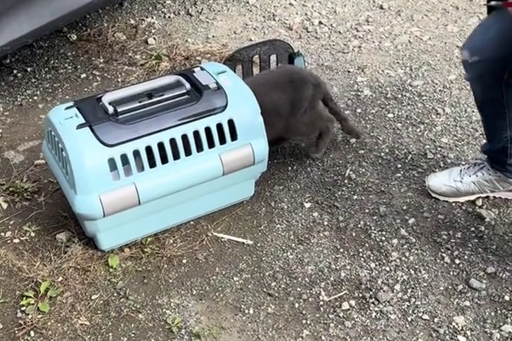 野良猫の繁殖を防ぐための「Trap(捕獲)」をしている様子