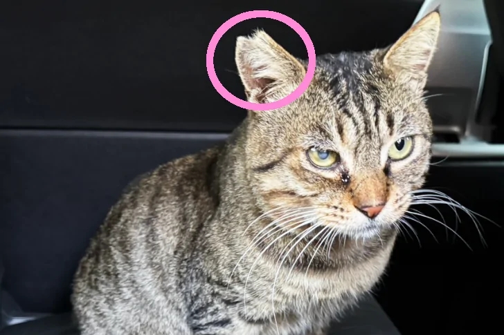 TNR活動における耳カット