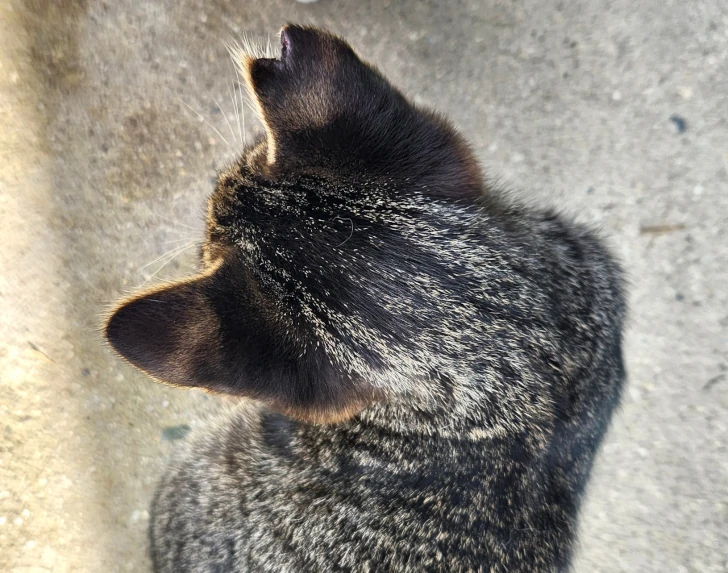 不妊去勢手術済み桜耳の画像
