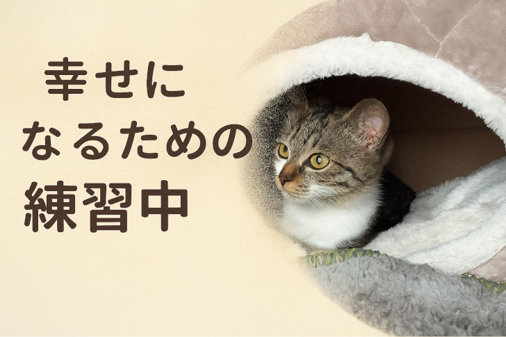 幸せになるための練習中|保護猫トライアル日記|キャットレスキュー猫の鈴