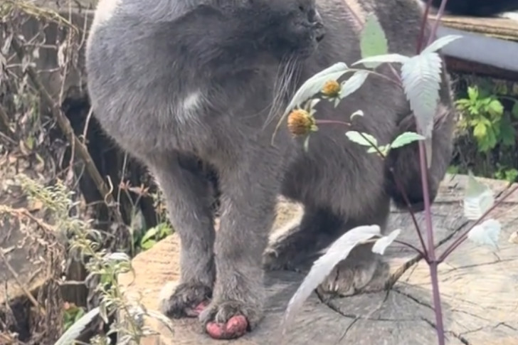 山奥に捨てられた猫の救出と治療の記録