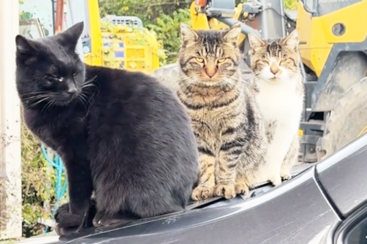 TNR活動レポート。山奥の現場の猫達