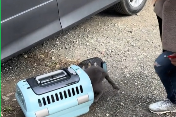 保護猫をキャリーに入れるのも一苦労(涙)