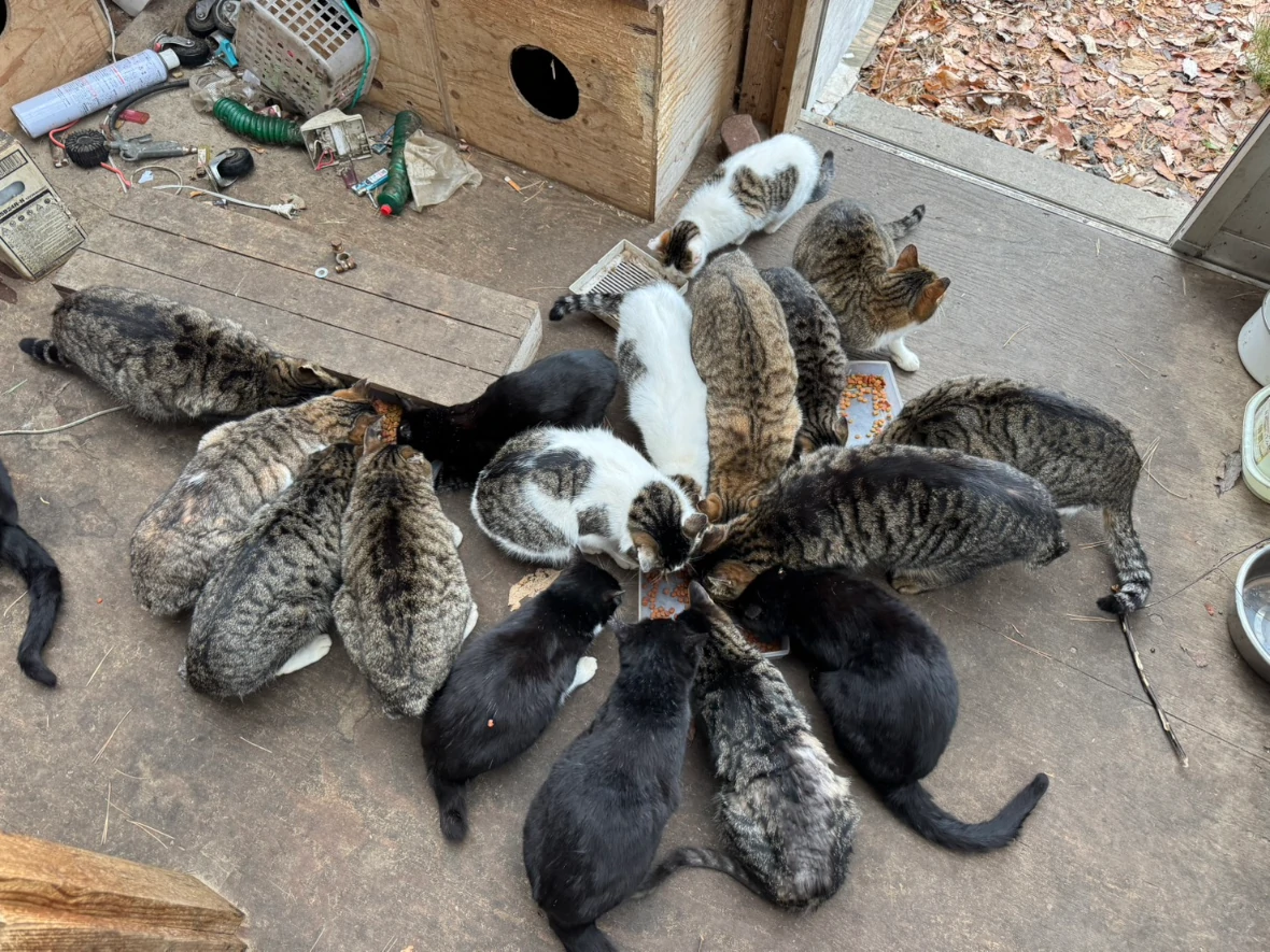 支援して頂いた食料を食べている猫たち