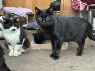 2025年・今年最後のTNR活動報告 岩手県久慈市で保護した猫たちを八戸市で去勢手術し、リターンしました。