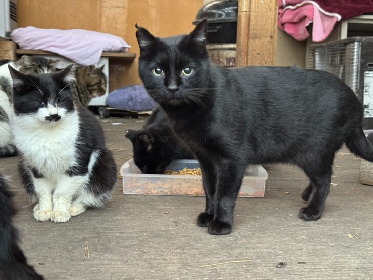 2025年・今年最後のTNR活動報告 岩手県久慈市で保護した猫たちを八戸市で去勢手術し、リターンしました。