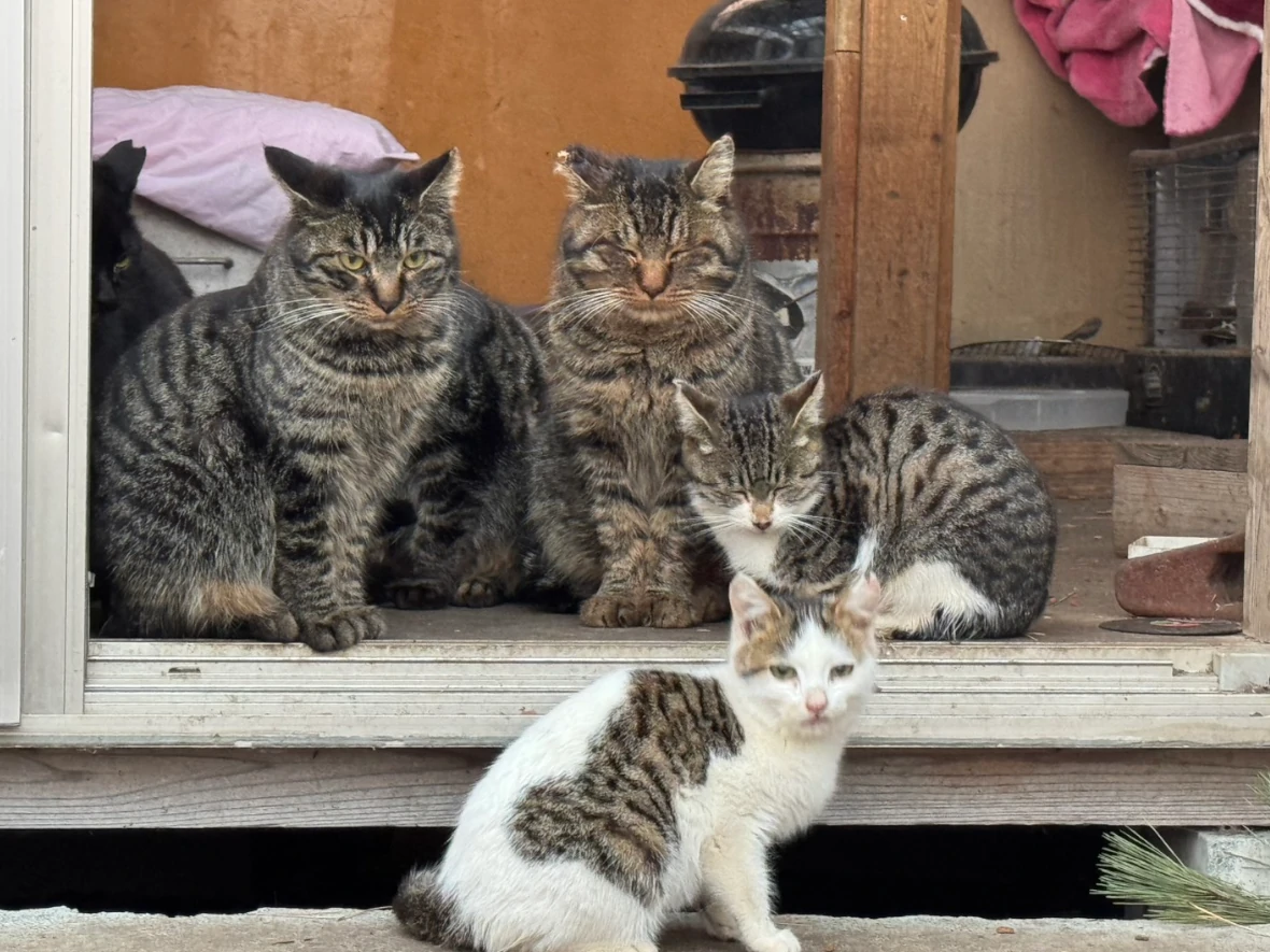 岩手県久慈市の山奥で生きる猫達