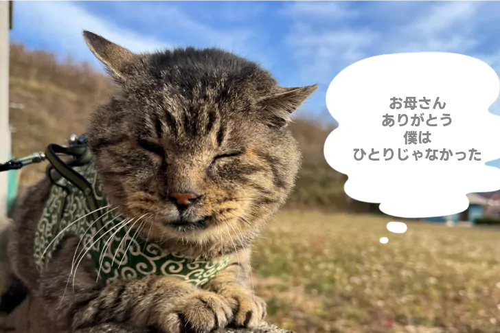 保護猫になったとらちゃん。お母さんに感謝。