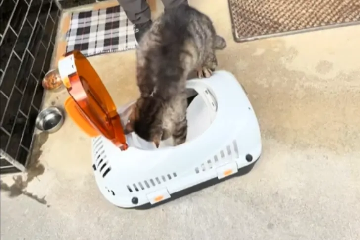 野良猫のとらちゃんは、こちらが何かをする前に、自分からかごの中へ入ってきました。