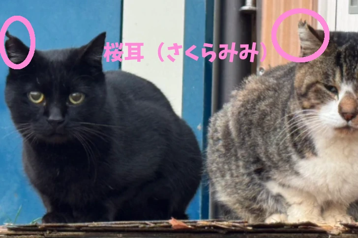 野良猫や地域猫の耳の先端がV字型にカットされた状態を指し、その猫が避妊・去勢手術済みであることを示す目印で、「さくらねこ」と呼ばれます。