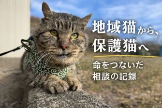 相談者のお母さんが見守ってきた地域猫「とらちゃん」 野良猫がひっくり返る理由と、保護に至った経緯