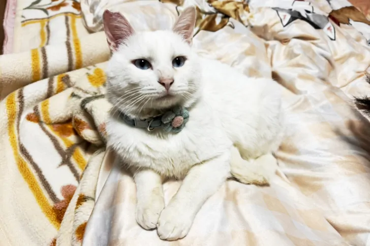 野田村で出会い保護した猫「こはく」