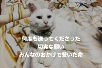 みんなのおかげで繋いだ命。野田村で出会った白猫「こはくちゃん」の保護報告