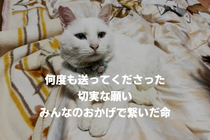 みんなのおかげで繋いだ命。野田村で出会った白猫「こはくちゃん」の保護報告