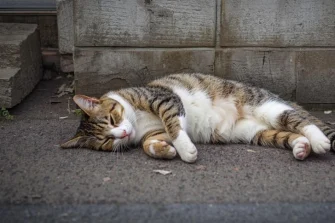 8月の川口市、猛暑の路上で倒れていた1匹の野良猫。